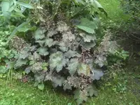 BILD5483.webp