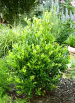 Ilex_Crenata_Blondie.webp