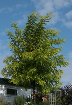 Goldrobinie_Sommerlook_07082016_800.webp