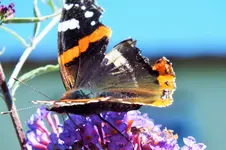 DSCF7057 (2).webp