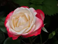 image.webp