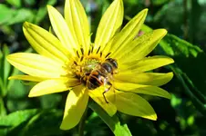 staudensonnenblume  lemon queen.webp