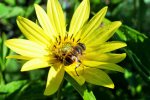 staudensonnenblume  lemon queen.jpg