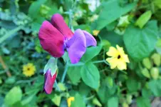DSCF7077 (2).webp