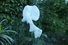 DSCF7075 (2).webp