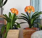 Allerlei Kübelpflanzen 010.webp