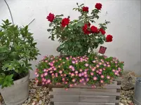 DSC07532.webp