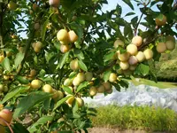 Pflaumenbaum 013.webp