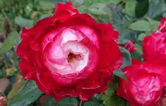 red (92).webp