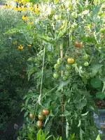20160814_185612_b.webp