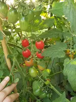 20160814_191038_b.jpg