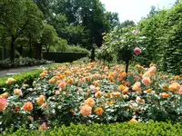 image.webp