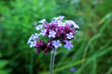 DSCF7061 (2).webp