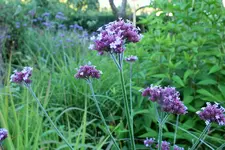 DSCF7063 (2).webp