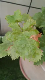 20160815_200824.webp