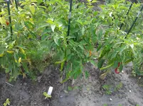 20160815_093341.jpg