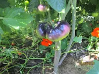 IMG_1703 (2).webp