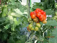 IMG_1708 (2).webp