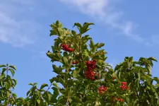 DSC_8639.webp