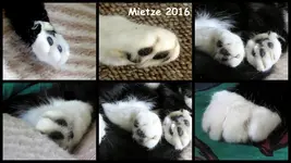 Katzenpfoetchen.webp