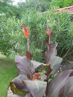 001.webp