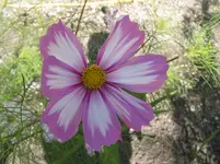 001.webp