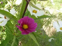 003.webp