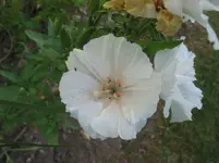 004.webp
