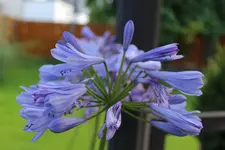 Agapanthus.webp