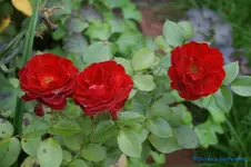 comp_DSC05647.webp