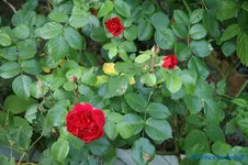 comp_DSC05650.webp