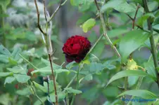 comp_DSC05651.webp