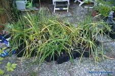 comp_DSC05642.webp