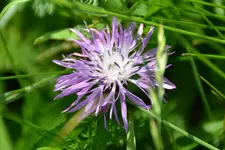 DSC_8181.webp