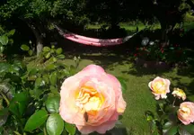 img1471381693464.webp