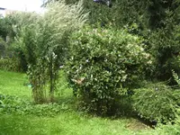BILD5574.webp