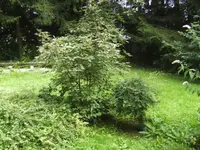 BILD5576.webp