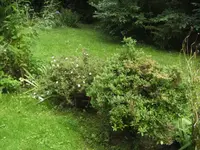 BILD5578.webp