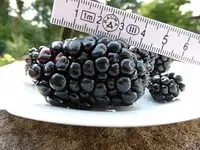 Ingisterns Brombeergenom.webp