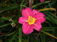 DSCI4460.webp