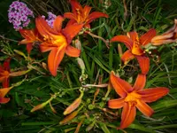 DSCI4459.webp