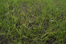 rasen.webp