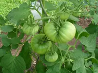 SDC11962.webp