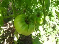 SDC12209.webp