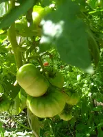 SDC12205.webp