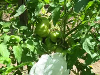 SDC12207.webp