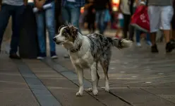 _MG_4108.webp