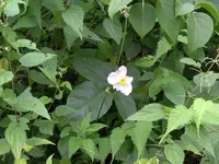 IMGP9660.webp