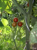 IMGP9669.webp