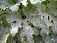 IMGP9670.webp